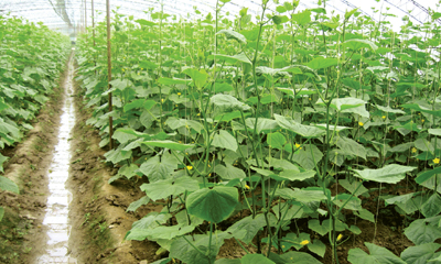 Organic Vegetables Farm