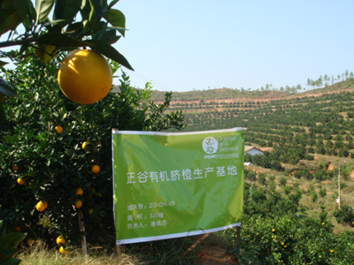 OABC Organic Oranges Farm