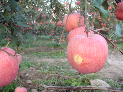 Organic Apples Farm